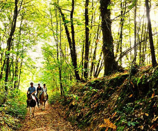 Balade équestre dans la forêt 