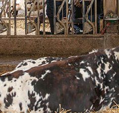 Vache couchée sur de la paille