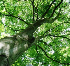 Vue des branches d'un arbre 